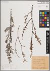 Foto von Salix eleagnos Scop.